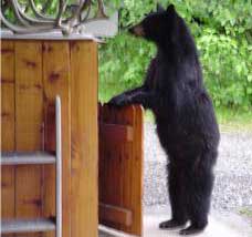 Bear at the garbage cans