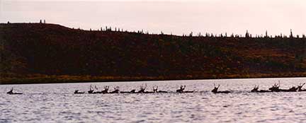Caribou swimming