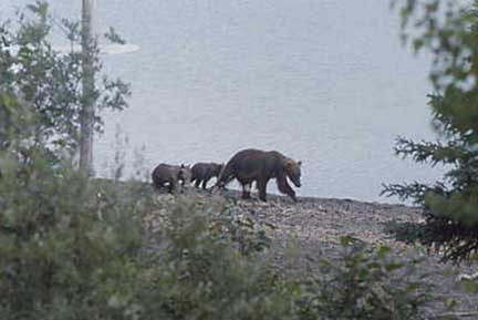 Grizzly sow and cubs on beach near campground at Brooks Camp.