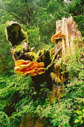 Mushroom on stump in Alaska's rain forest.