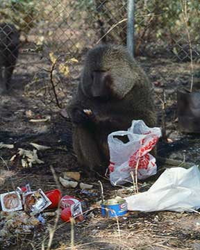 Baboon savoring our trash